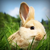 /album/somersault24/photolia-a03-jpg/